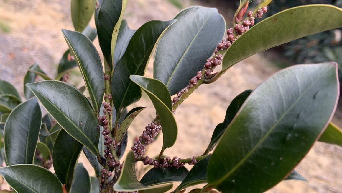 本サカキに付いたカイガラムシの防除 - 国産サカキ、榊苗の KUWAZAKI FARM Blog