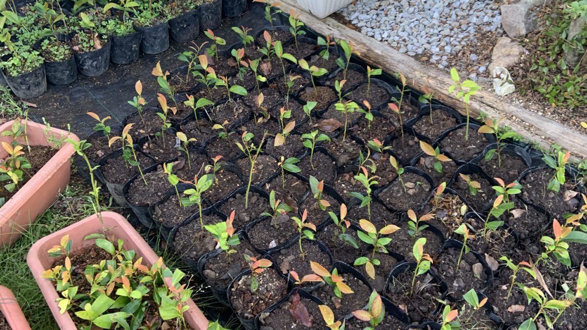 本サカキの苗を鉢上げしました