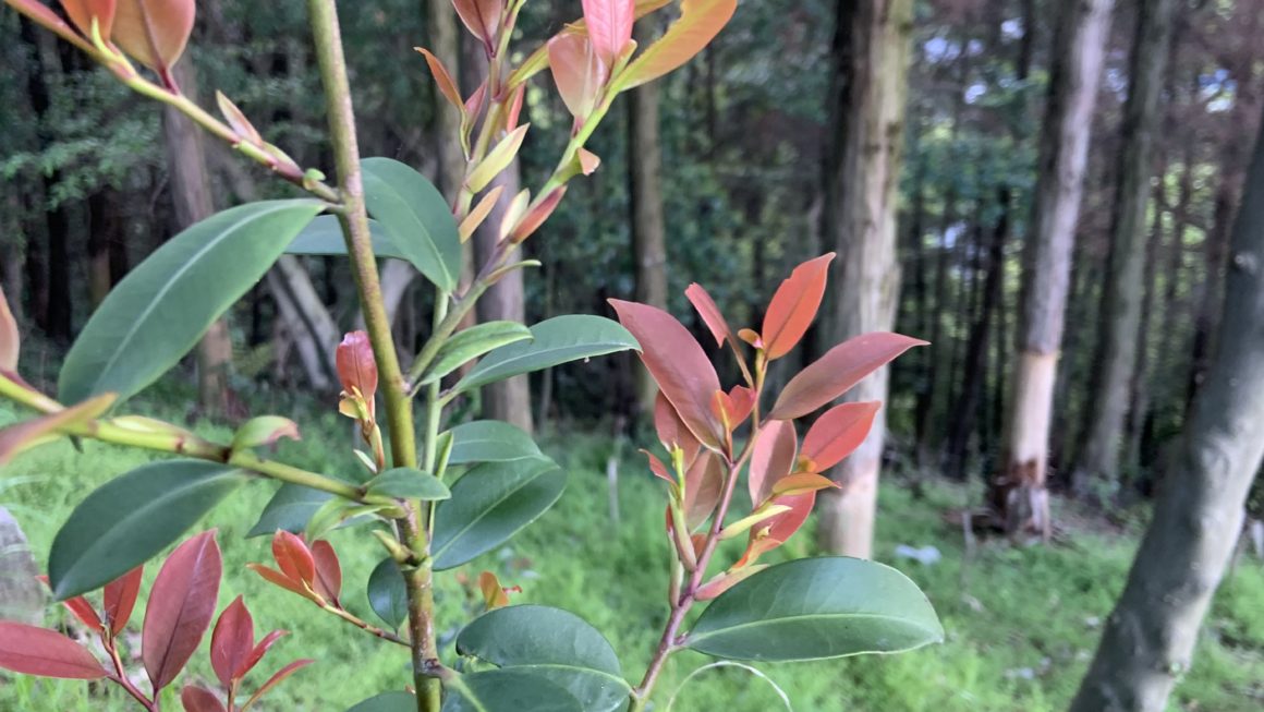 赤芽のサカキ - 国産サカキ、榊苗の KUWAZAKI FARM Blog