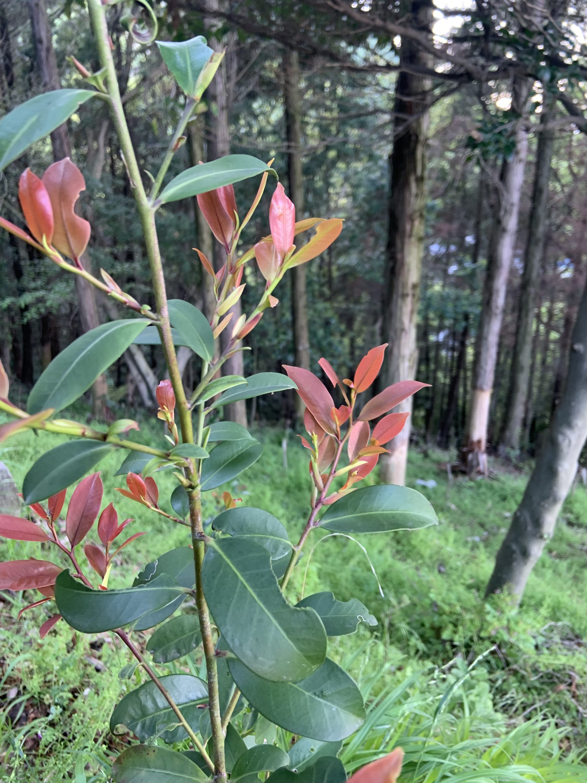 赤芽のサカキ - 国産サカキ、榊苗の KUWAZAKI FARM Blog