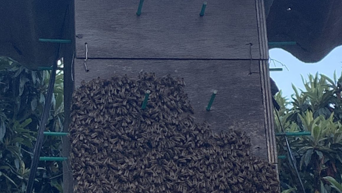 日本ミツバチの夕涼み