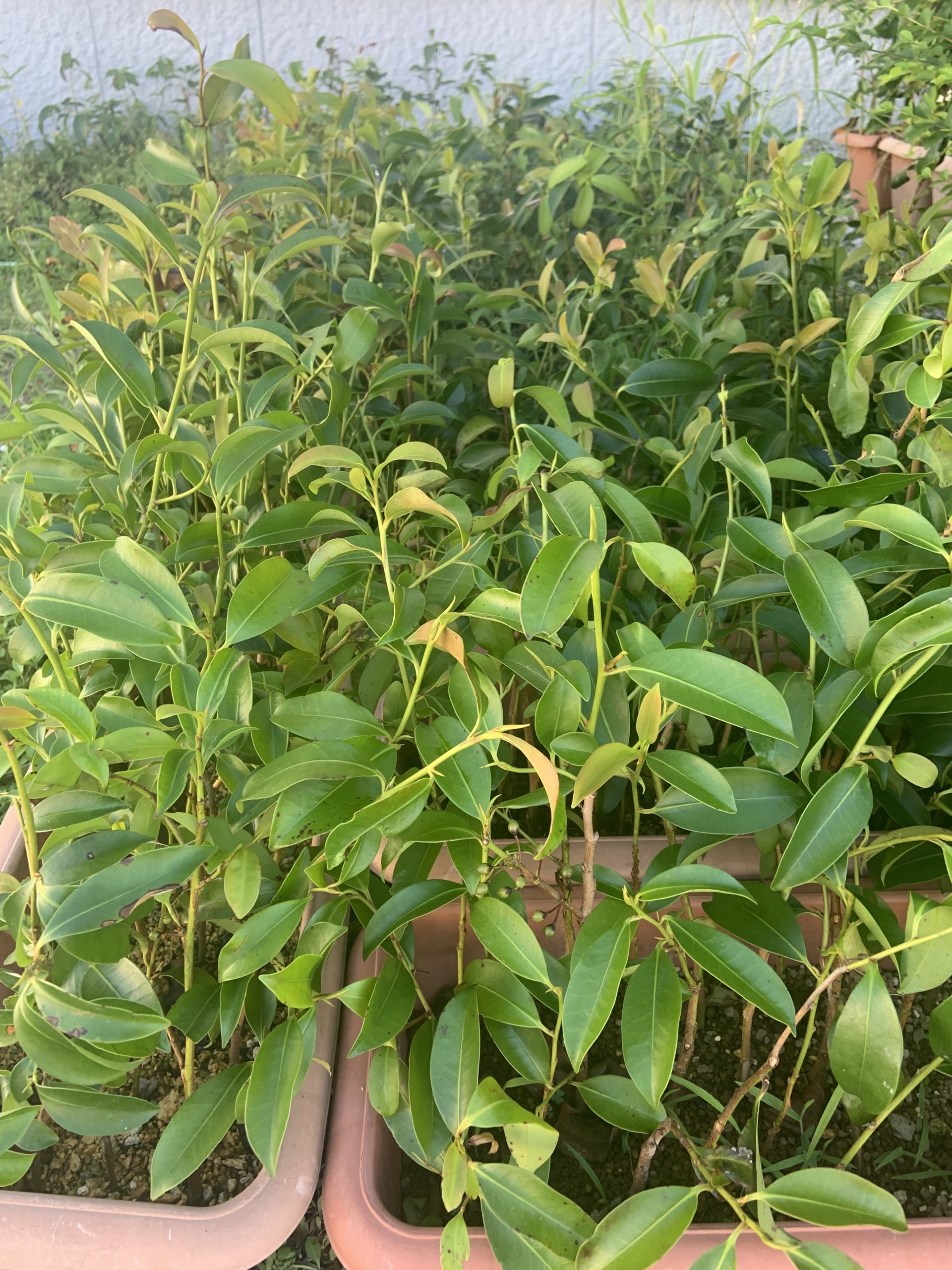 サカキの栽培方法 : 揷し木 - 国産サカキ、榊苗の KUWAZAKI FARM Blog